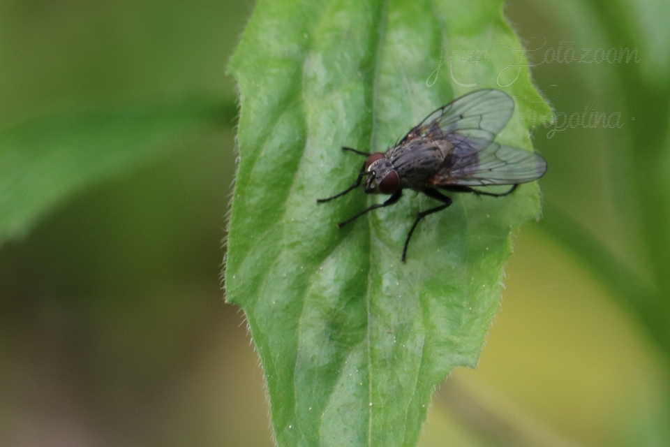 Muscidae - igazi legyek