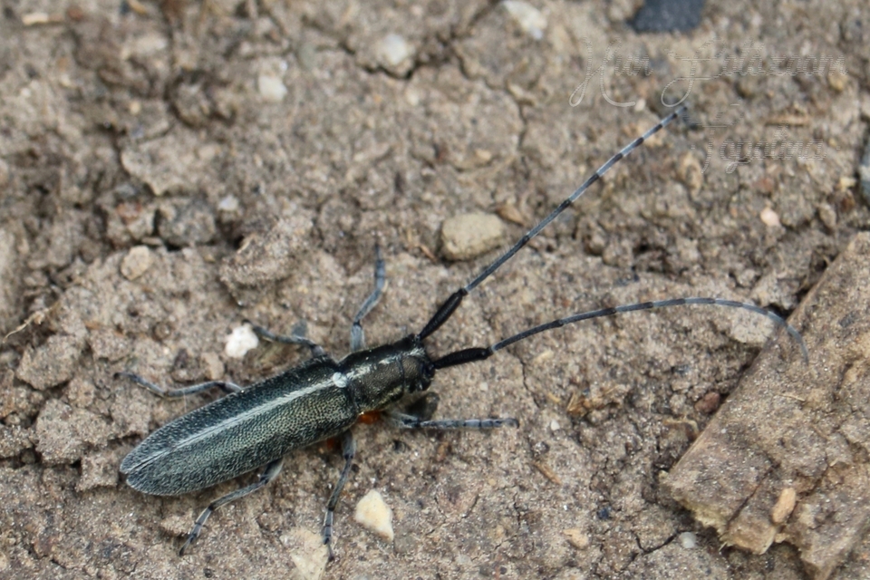 Agapanthia cardui - sávos bogáncscincér