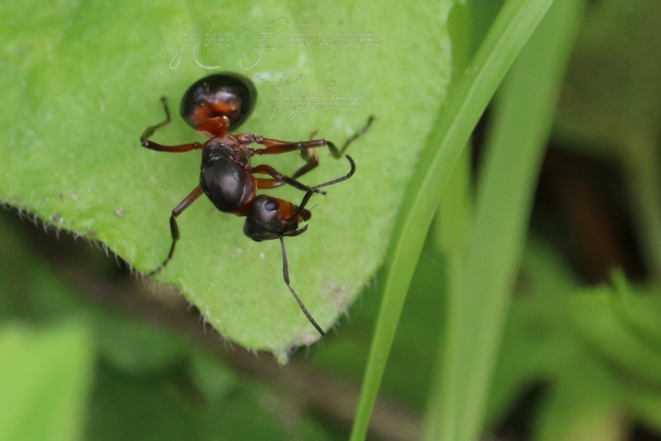Formica polyctena - kis vöröshangya
