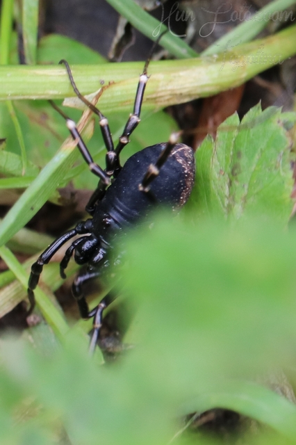 Egaenus convexus