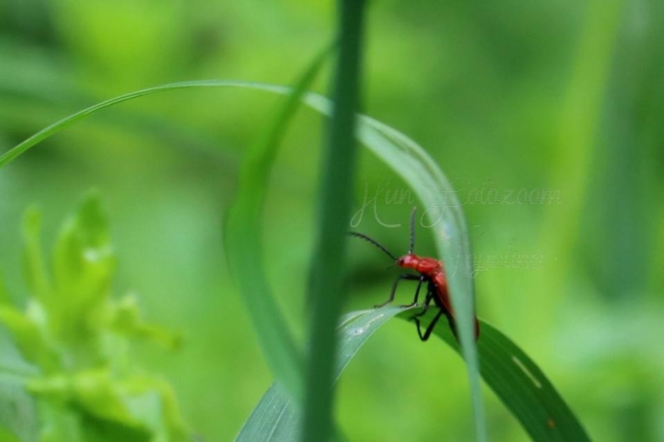 Pyrochroa serraticornis - közép-bíborbogár