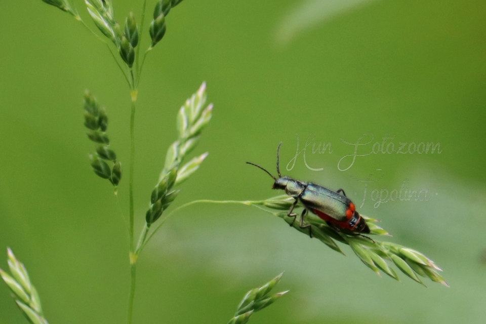 Malachius bipustulatus - kétfoltos bibircsesbogár