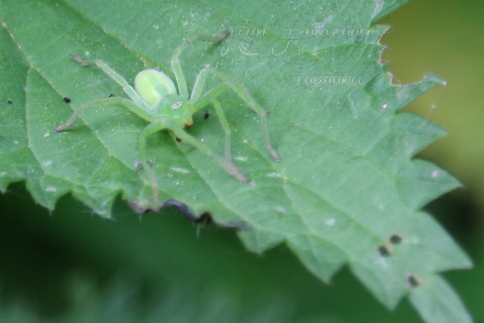 Micrommata virescens - hunyópók