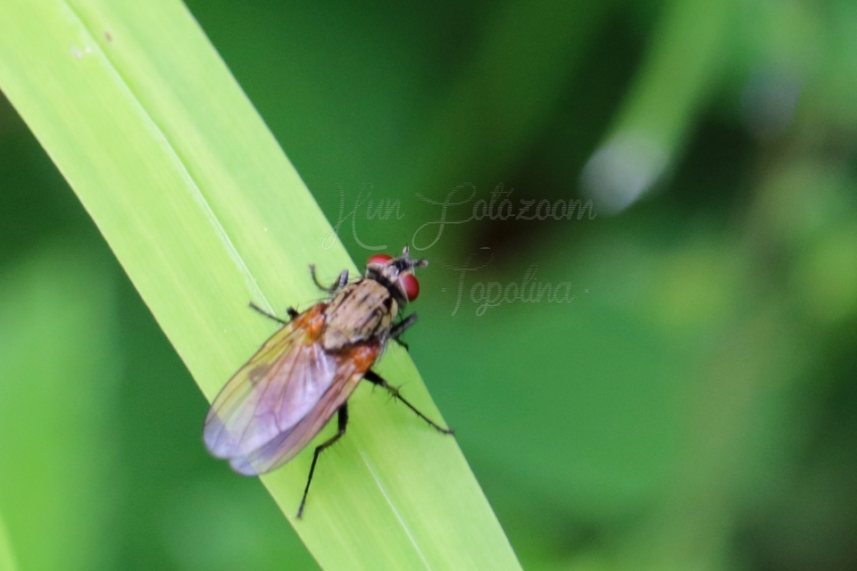 Muscidae - igazi legyek