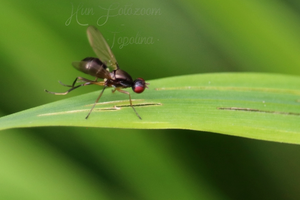 Sepsidae - billegetőlégyfélék