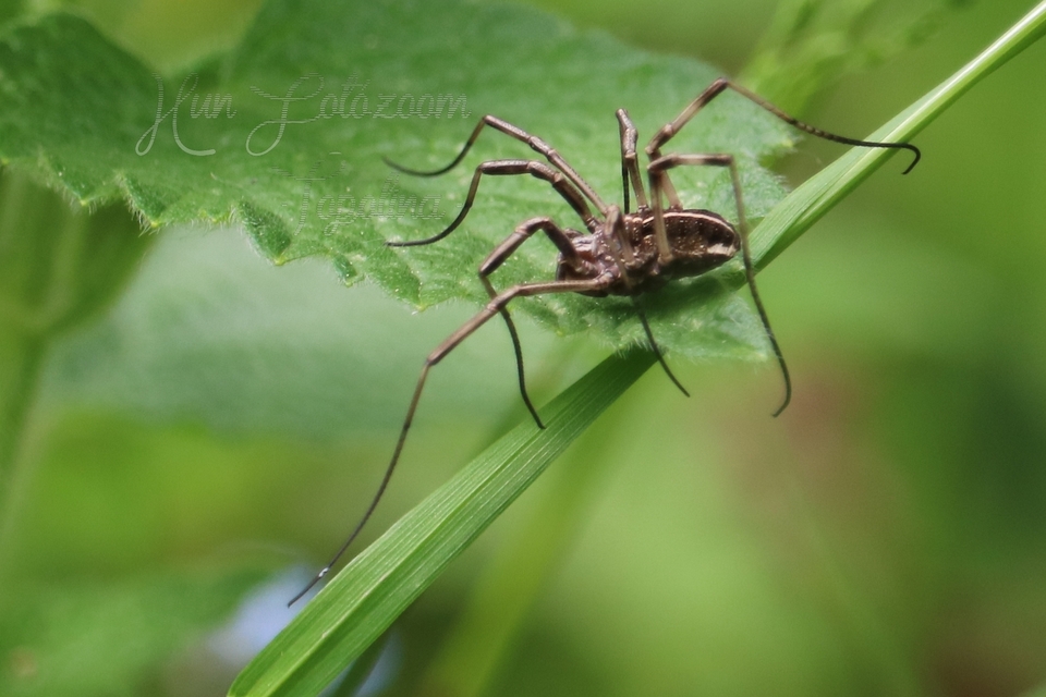 Zachaeus crista