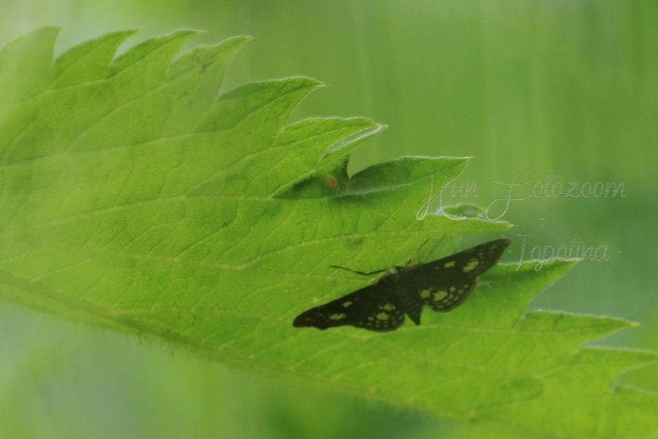 Anania stachydalis - mocsári dudvamoly