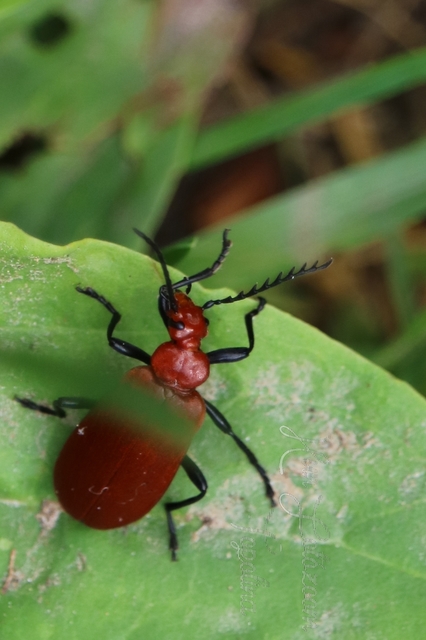 Pyrochroa serraticornis - közép-bíborbogár