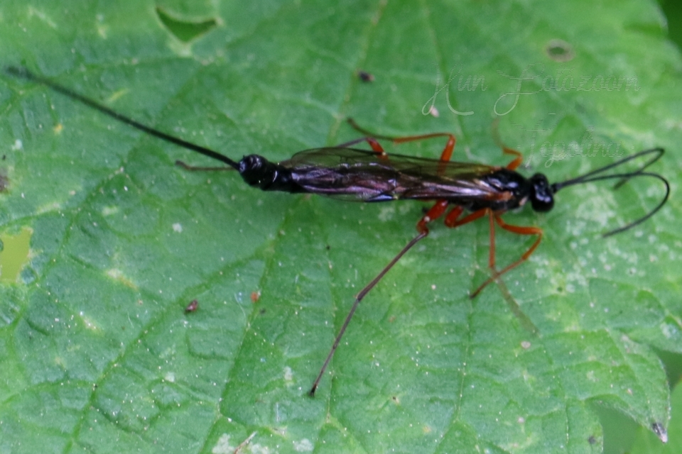 Dolichomitus
