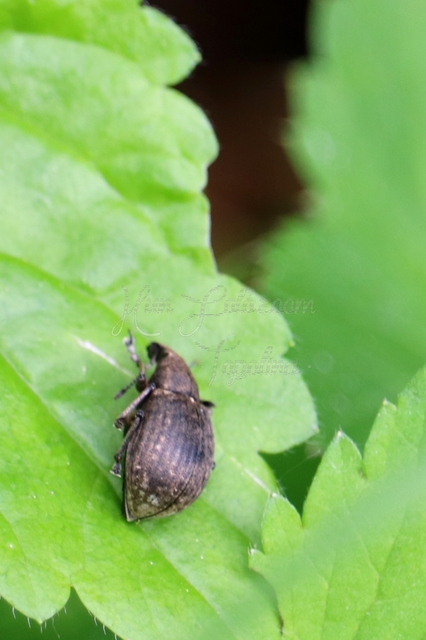 Liophloeus