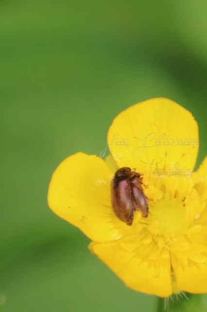 Byturus ochraceus - gyömbérgyökérbogár
