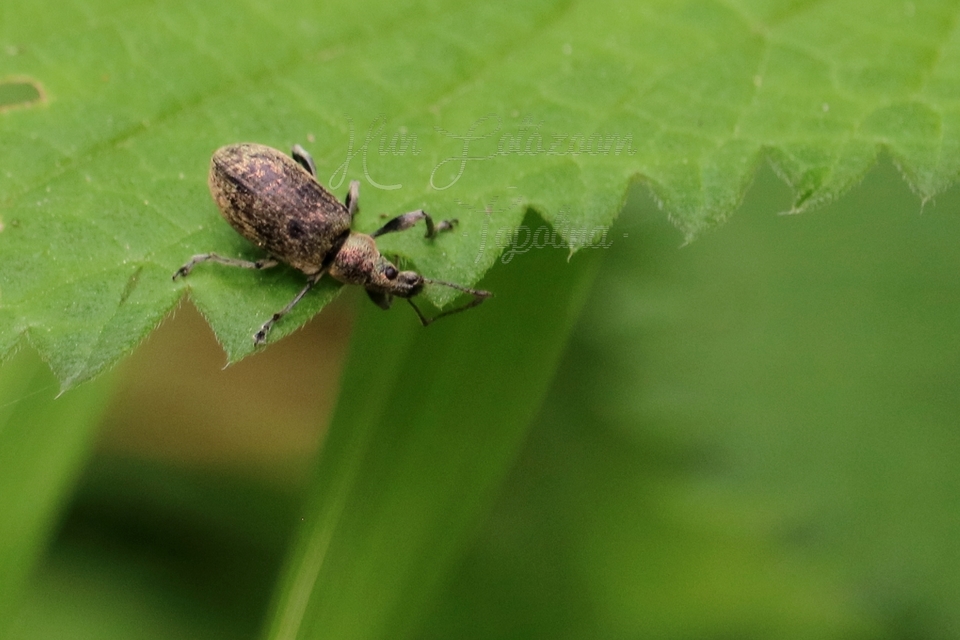 Phyllobius pomaceus - csalán-levélormányos