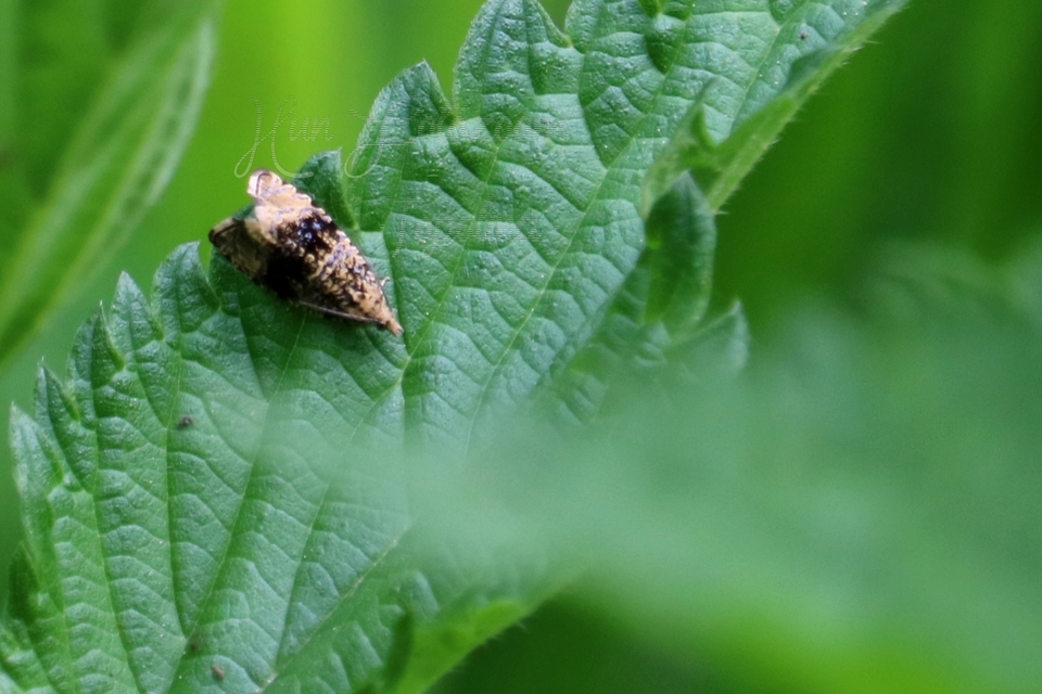 Celypha lacunana - vízparti tükrösmoly