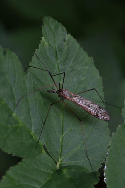 Tipula