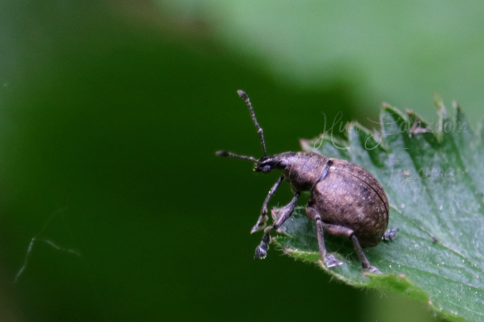 Liophloeus