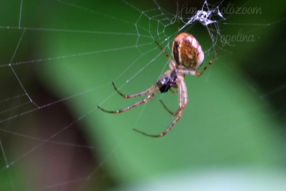 Metellina segmentata/mengei
