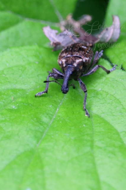Lepyrus capucinus - pettyes fűzormányos