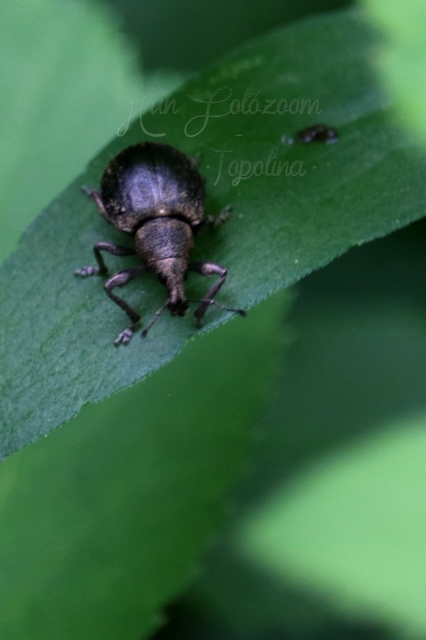 Liophloeus