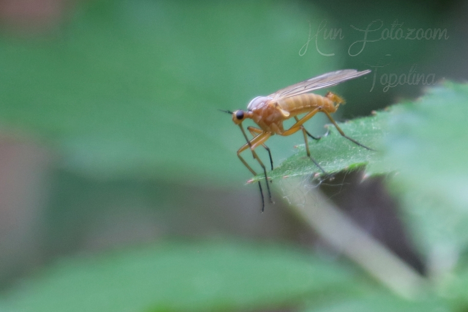 Empis