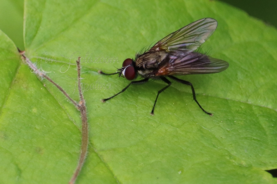 Anthomyiidae - viráglegyek