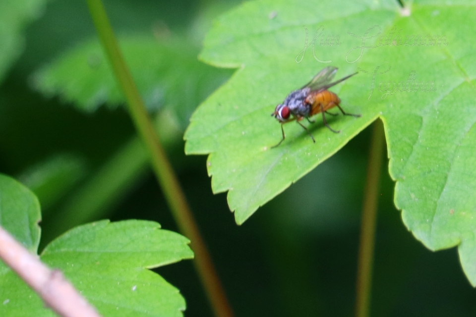 Muscidae - igazi legyek
