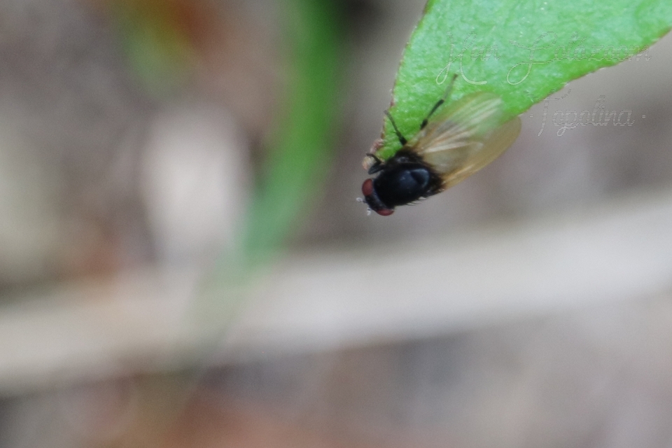 Minettia longipennis