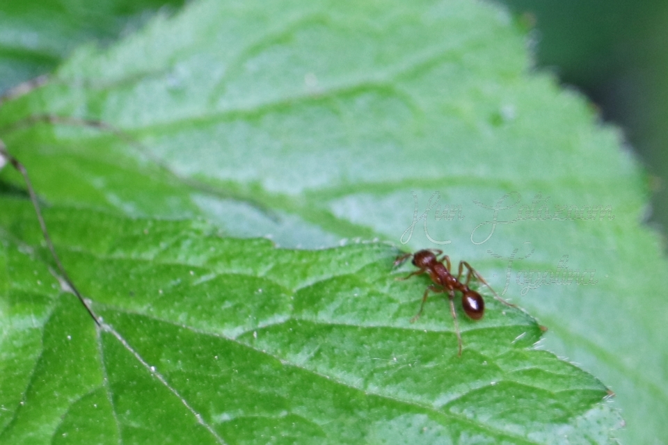 Myrmica