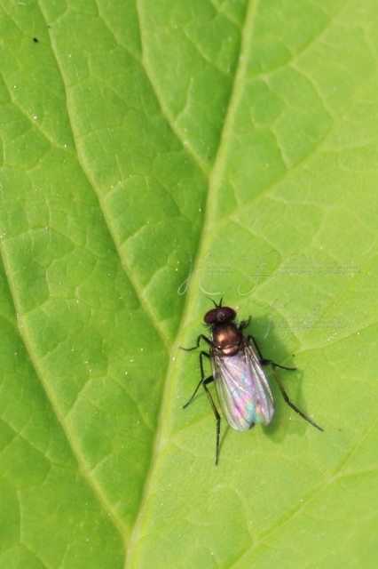 Dolichopodidae - szúnyoglábú legyek