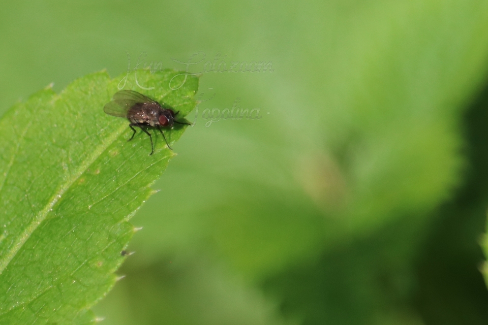 Coenosia agromyzina
