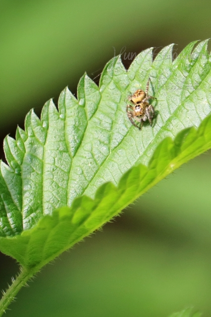 Carrhotus xanthogramma - rozsdás ugrópók