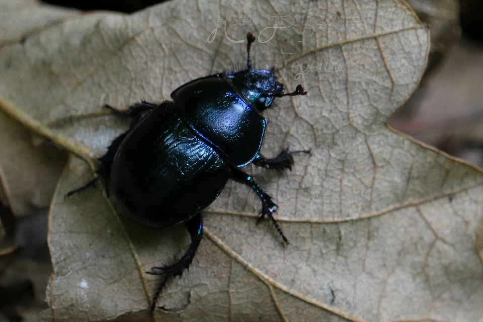 Anoplotrupes stercorosus - erdei álganéjtúró