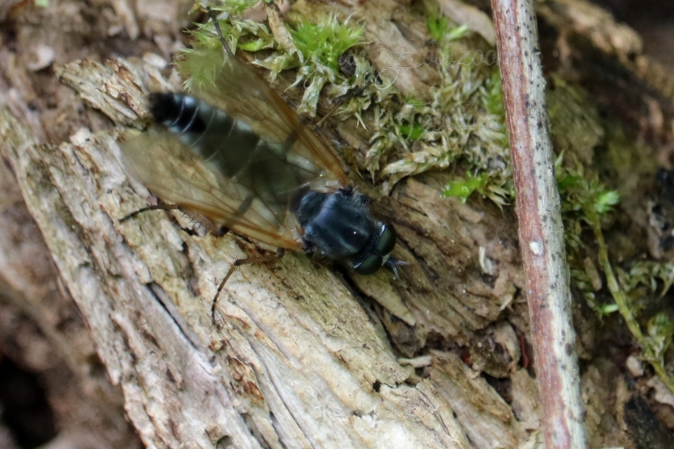 Therevidae - tőröslegyek