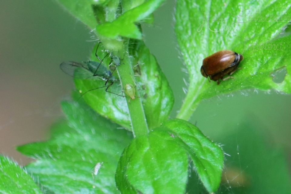 Byturus ochraceus - gyömbérgyökérbogár