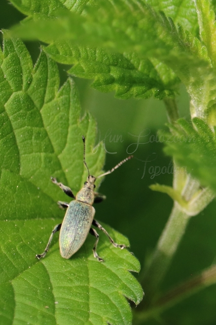 Phyllobius pomaceus - csalán-levélormányos