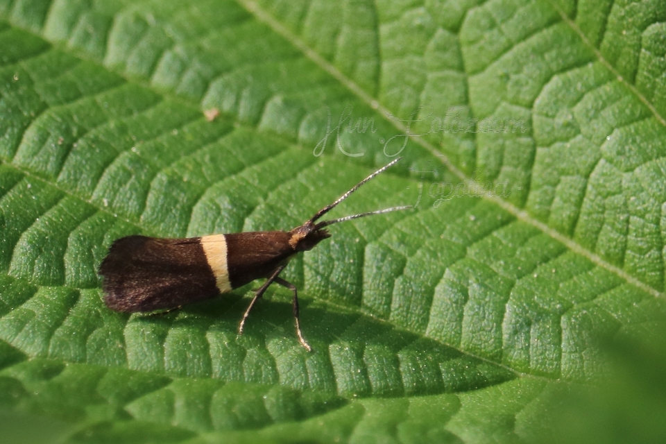 Eidophasia messingiella - kakukktormamoly