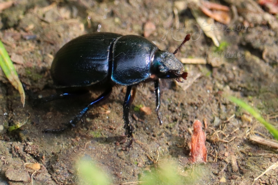 Anoplotrupes stercorosus - erdei álganéjtúró