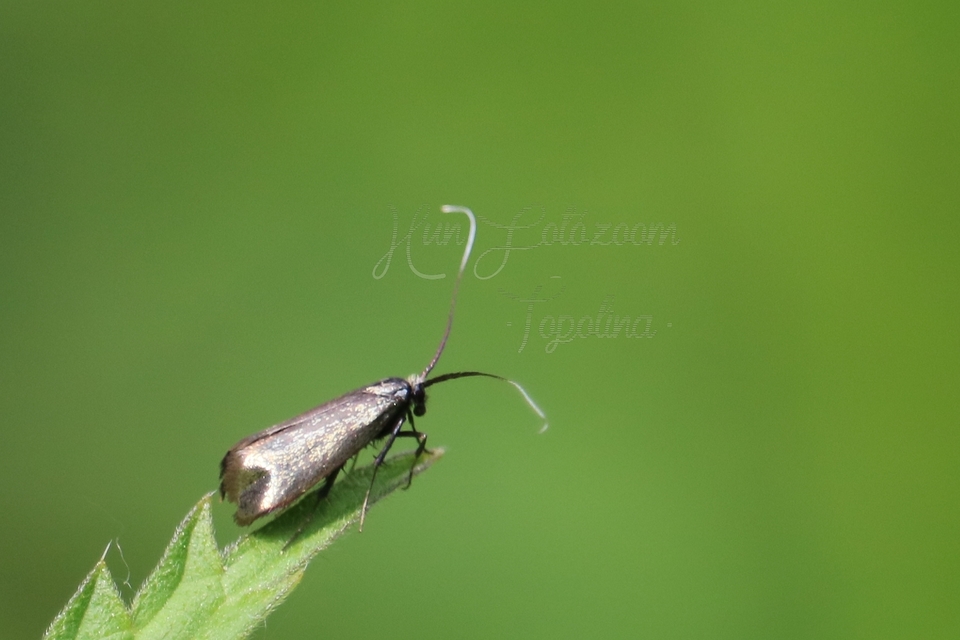 Adela reaumurella - smaragdfényű tőrösmoly