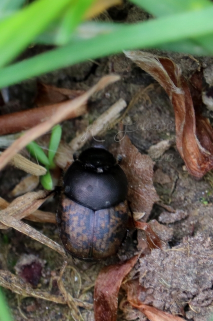 Onthophagus fracticornis - bronzos trágyatúró