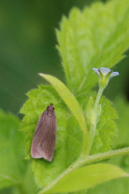 Acompsia cinerella - szürke sarlósmoly