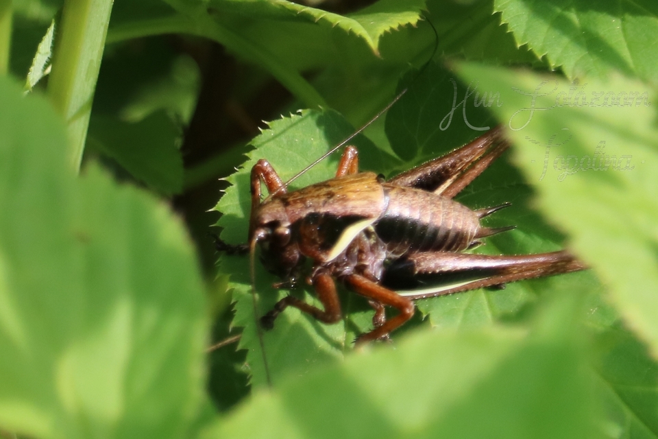 Pholidoptera aptera - nagy avarszöcske