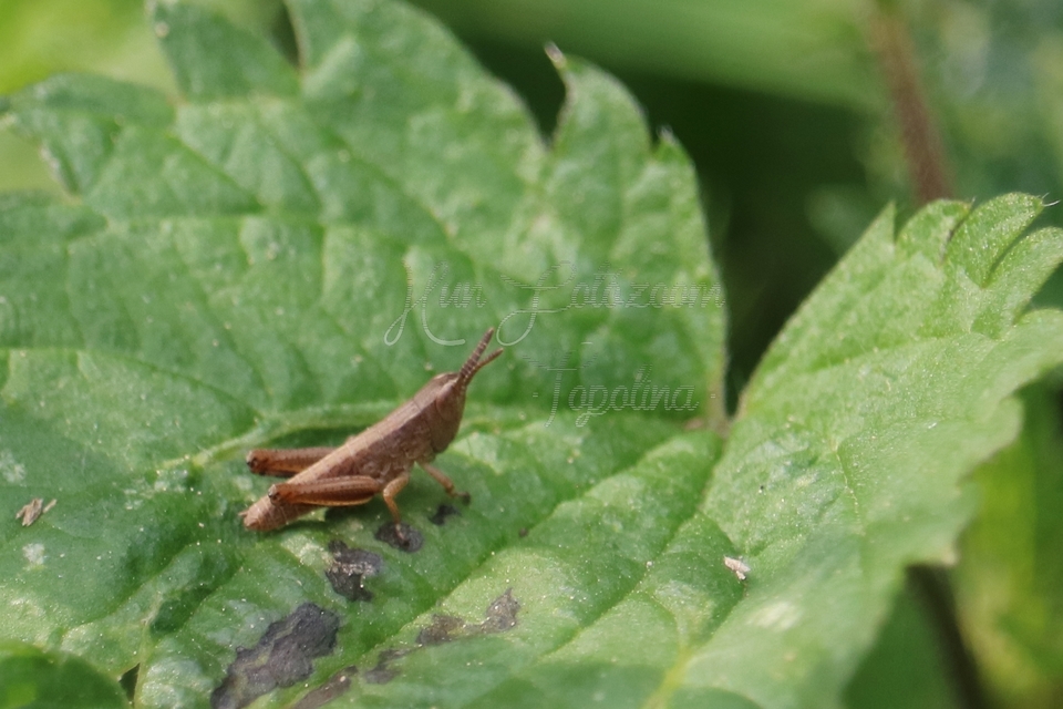 Chorthippus (Chorthippus) (subgenus)