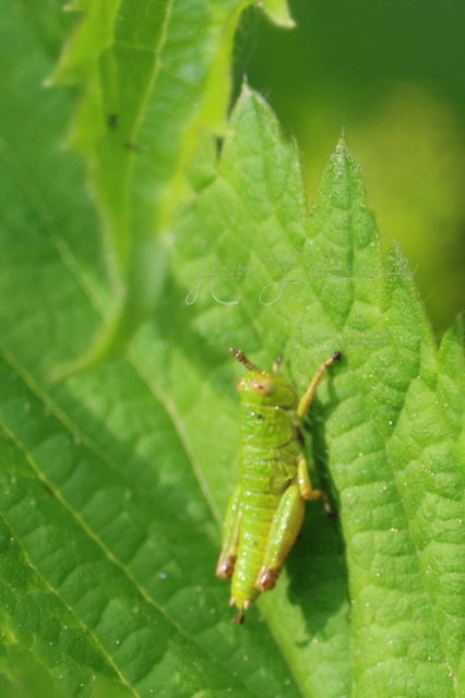 Odontopodisma decipiens - déli hegyisáska