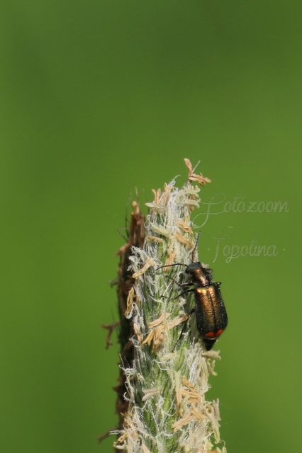 Malachius bipustulatus - kétfoltos bibircsesbogár