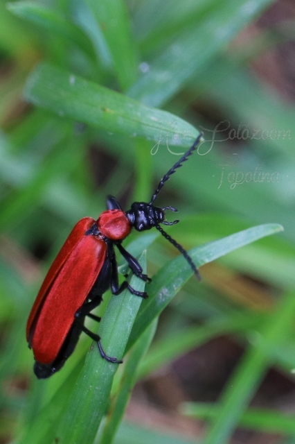 Pyrochroa coccinea - nagy bíborbogár