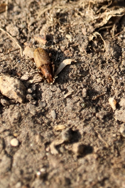 Sitona obsoletus - sárga csipkézőbogár