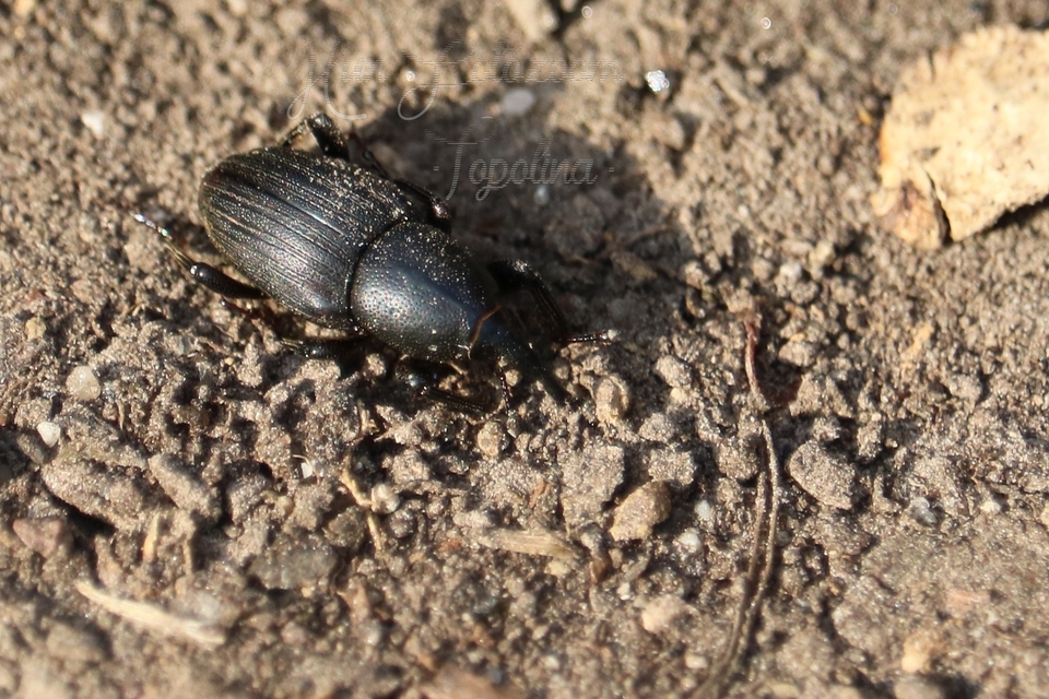 Sphenophorus striatopunctatus - mezei zsuzsok