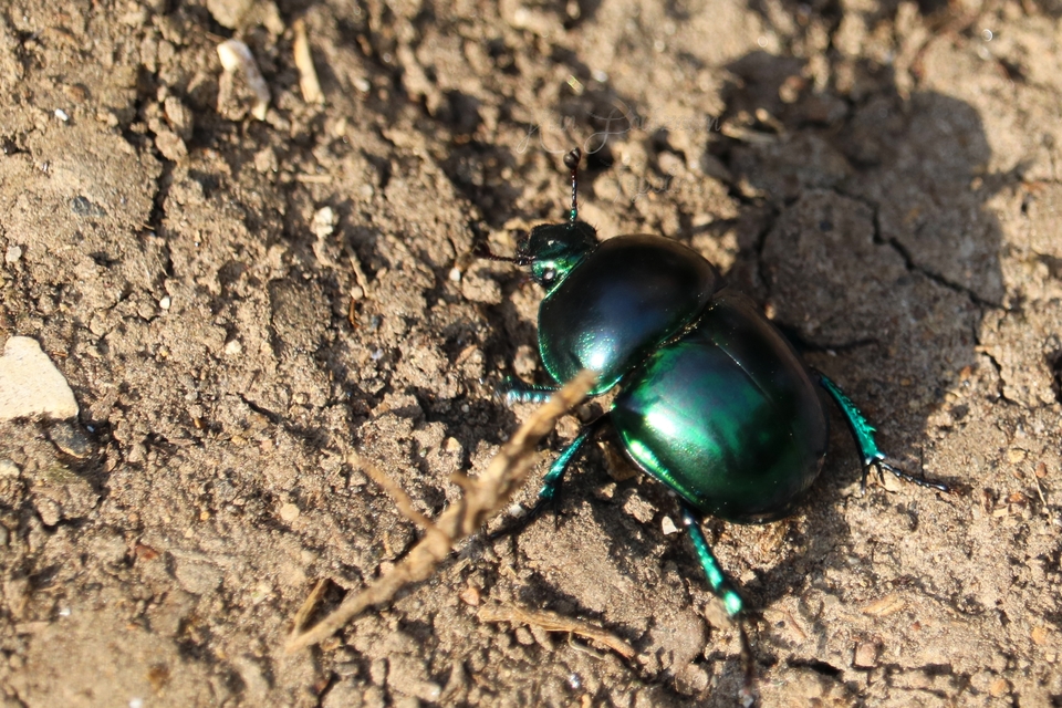 Trypocopris vernalis - tavaszi álganéjtúró