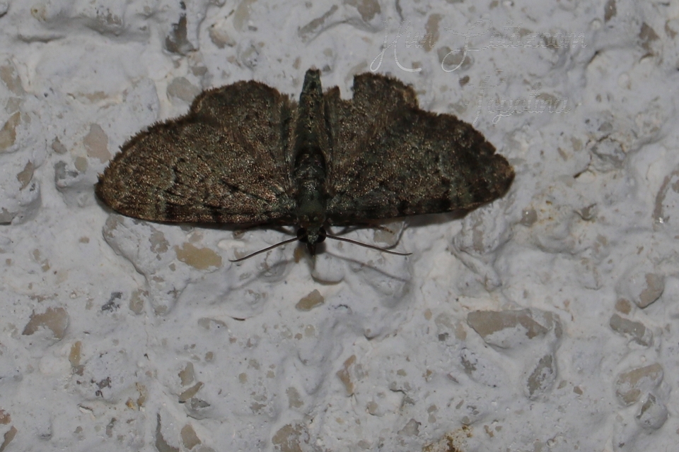 Pasiphila rectangulata - almavirág-araszoló
