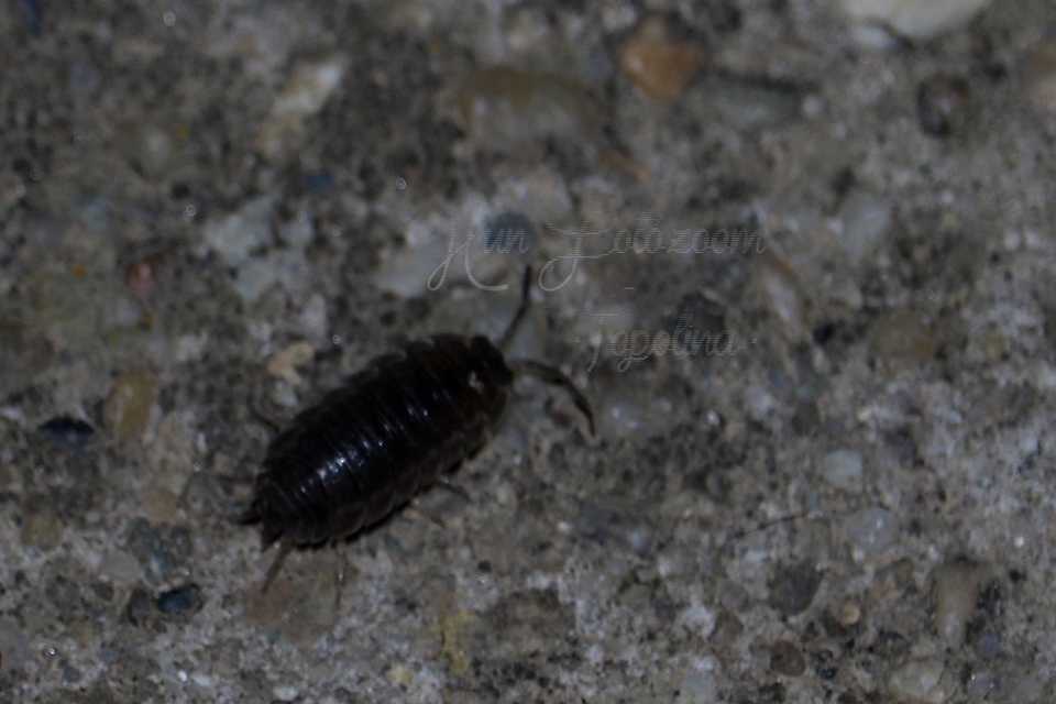 Trachelipus