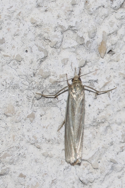 Crambus perlella - gyöngyházas fűgyökérmoly